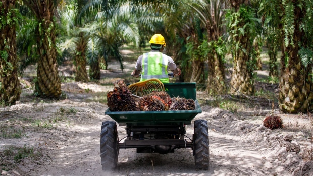 A worker transports harvested palm oil fruits at IOI’s Gomali Estate on June 1.