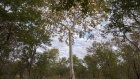 Trees preserved in a forest conservation project in Mbire, Zimbabwe.