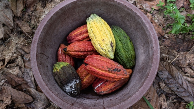 Harvested cocoa pods in a collection bucket on a farm in Azaguie, Ivory Coast, on Friday, Nov. 18, 2022. As favorable weather in Ivory Coast boosts the quality of the country’s cocoa bean harvest, poor road access means some farmers in the world’s top supplier of the chocolate-making ingredient are getting paid below the farm-gate rate for their crop. Photographer: Andrew Caballero-Reynolds/Bloomberg