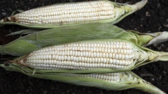 Ears of corn in San Luis Potosi, Mexico, on Sunday, Feb. 7, 2021. Mexico's corn imports could fall by about 9% this year, as the government seeks to discourage the use of genetically modified grains and boost its local crop, the agriculture ministry said on Tuesday.