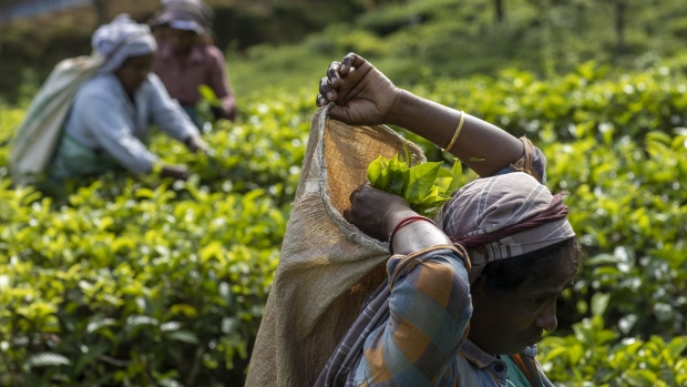 Workers hand-pick tea leaves at a plantation in Ramboda, Sri Lanka.