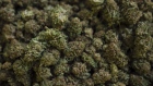 Harvested cannabis