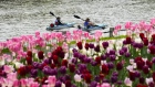 Tulips and kayakers in Ottawa