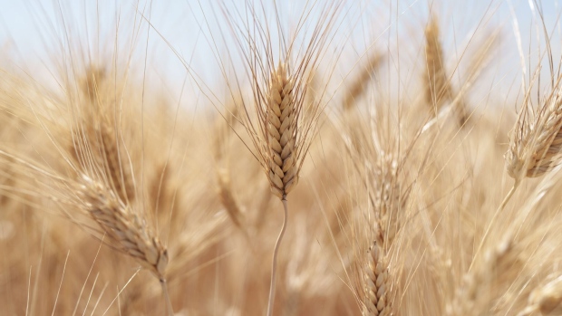 Wheat Photographer: Konstantinos Tsakalidis/Bloomberg