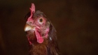A Novogen Brown chicken at an egg farm in Briones, California, US, on Tuesday, Feb. 14, 2023. David Paul Morris/Bloomberg
