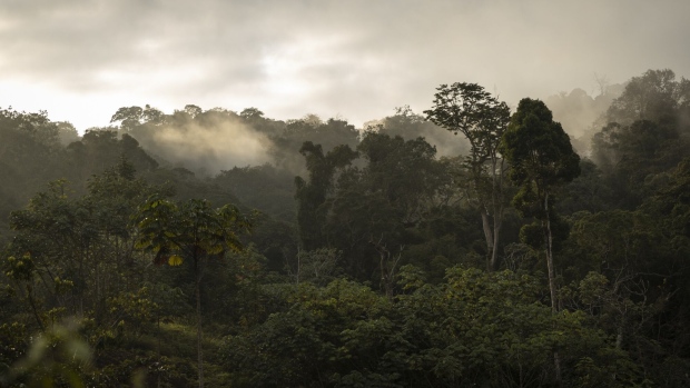 Trees in an area of dense primary forest in Nyanga, Gabon, set aside for conservation.