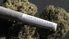 Cannabis company Atlantic Cultivation