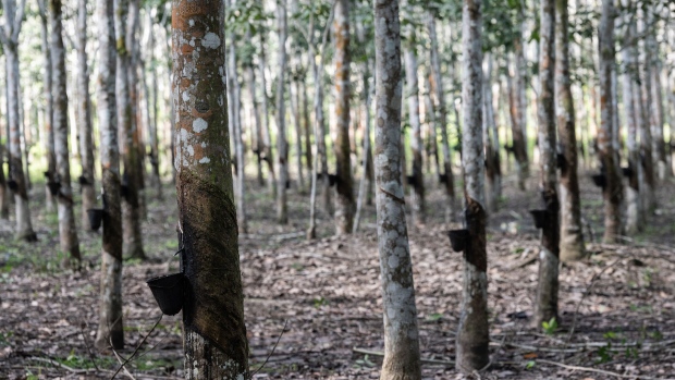 Rubber sap collection buckets hang on trees at a L'Ivoirienne D'Hevea (IDH) rubber plantation in Irobo, Ivory Coast, on Tuesday, Nov. 29, 2022. Ivory Coast Prime Minister Patrick Achi said he expects the economy to grow 6.8% in 2022.