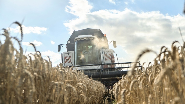 A combine harvester cuts a field of wheat on a farm in the Lisowice district of Torun, Poland, on Friday, Aug. 11, 2023. Some of Ukraine’s European neighbors, including Poland, are extending a ban on purchasing some of the country’s grain until mid-September, a move that risks fueling tensions between Kyiv and its allies.