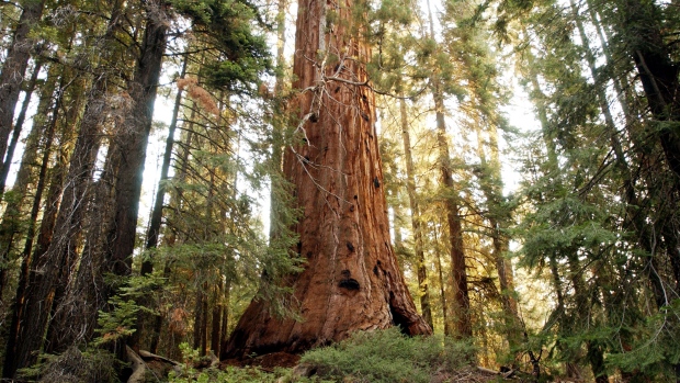 KERNVILLE, CA - JULY 25: A giant sequoia tree dwarfs the surrounding forest along the Trail of the 100 Giants which is threatened by the out-of-control McNally Fire July 25, 2002 in the Sequoia National Monument north of Kernville, California. The McNally wildfire has grown to more than 50,000 acres and is threatening to spread to the rare giant sequoia trees. Sequoia trees are known as the largest living things on earth, many of which are more than 1,000 years old, and occur only in this southern Sierra Nevada region. Although sequoia trees use fire to reproduce, a fire that is too hot could weaken the enormous trees' ability to stand. (Photo by David McNew/Getty Images)