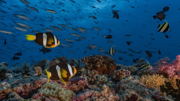 MALDIVES, INDIAN OCEAN - APRIL 2017: Overview of a coral reef full of life with a couple of anemonefish (Amphiprion clarkii) and various reef fish on April 14, 2017, Maldives, Indian Ocean. As here, when a reef is in good health it abounds with life and attracts many species. (Photo by Alexis Rosenfeld/Getty Images
