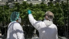 Workers with cannabis plants
