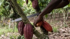 Cocoa pods are harvested in Azaguie, Ivory Coast. African cocoa farmers have faced higher costs and shortages of fertilizers and pesticides. Photographer: Andrew Caballero-Reynolds/Bloomberg