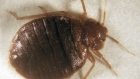 Bedbugs, wingless insects that feed on blood of sleeping animals, invaded stores of Abercrombie & Fitch Co. and Victoria’s Secret in New York City last year as well as hotels offices and the Metropolitan Opera House.