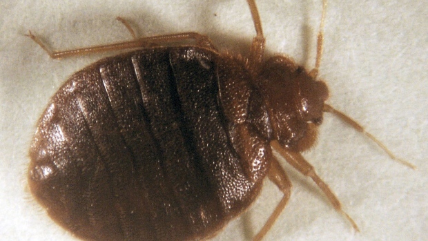 Bedbugs, wingless insects that feed on blood of sleeping animals, invaded stores of Abercrombie & Fitch Co. and Victoria’s Secret in New York City last year as well as hotels offices and the Metropolitan Opera House.