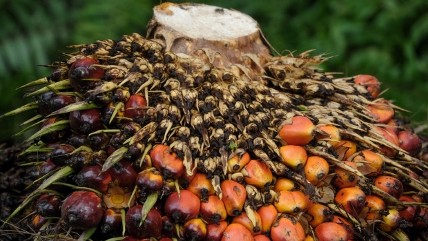 A harvested palm oil fruit bunch a plantation in Kapar, Selangor, Malaysia, on Tuesday, Jan. 11, 2022. Palm oil swung between gains and losses as investors weighed weaker demand for the tropical oil against tighter supplies amid weather and labor problems in No. 2 grower Malaysia.