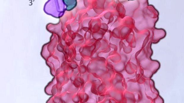 An illustration of SomaLogic's molecule (teal) binding to its protein (pink/purple). Photograph: Fairman Studios LLC for Somalogic, Inc., via Bloomberg