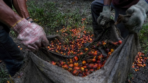 Workers collect palm oil fruits at a plantation in Kapar, Selangor, Malaysia, on Tuesday, Jan. 11, 2022. Palm oil swung between gains and losses as investors weighed weaker demand for the tropical oil against tighter supplies amid weather and labor problems in No. 2 grower Malaysia. Photographer: Samsul Said/Bloomberg