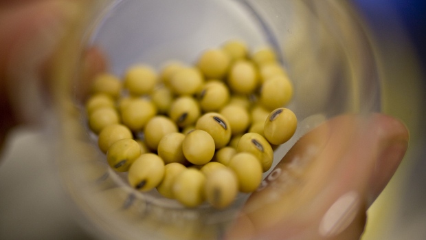 Soybean seeds are displayed for a photograph inside a Monsanto Co. lab in St. Louis, Missouri, U.S., on Thursday, April 15, 2010.  Photographer: Daniel Acker/Bloomberg