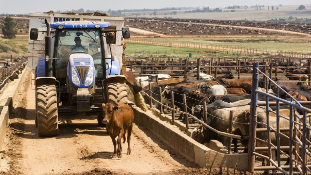 A worker drives a cow into a pen with a tractor at the Karan Beef (Pty) Ltd. feedlot in Heidelberg, outside Johannesburg, South Africa, on Friday, Nov. 23, 2018. With 160,000 cattle on the property, which converted from dairy to beef production in about 1980, and half a million of the animals sent to slaughter every year, the 2,500 hectare (6,178-acre) operation is the biggest feedlot on a single site globally, according to director Matthew Karan.