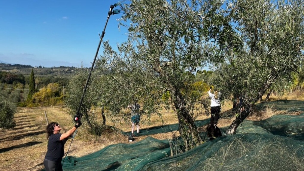 Macchia uses an electric comb to coax olives from a tree; it’s about as high-tech as a small producer like her gets. Photographer: Andrew Davis/Bloomberg