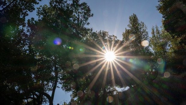The sun shines through trees in California, U.S.