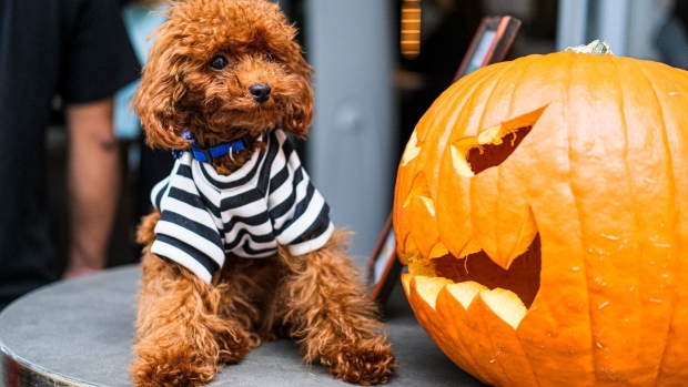 A Poodle dressed in halloween costume