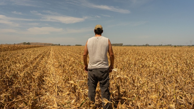 A farmer stands in a drought-affected corn field in Santa Fe, Argentina in March 2023. 
