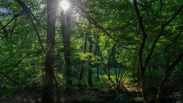 MINEHEAD, ENGLAND - JUNE 14: The morning sun shines through an area of temperate rainforest in Horner Wood on June 14, 2023 near Minehead, England. Once covering a large part of the western British Isles, rainforests have largely been destroyed by deforestation and now cover less than 1% of the country, it is thought they are among the world's most endangered rainforests and are home to a unique biodiversity including extremely rare lichens, ferns and mosses as well as migrant birdlife such as the pied flycatcher and wood warbler. Many of the forests are made up of ancient oak trees which are hundreds, if not thousands, of years old and thrive in the humid, moisture-rich environment along Britain's west coast. Efforts are being made to preserve and regrow rainforests. Devon Wildlife Trust is bringing new rainforest to an area near Totnes while environmental activist Guy Shrubsole created the website Lost Rainforests of Britain to crowdsource locations of temperate rainforest across the UK so the information can help efforts to establish protected rainforest areas. (Photo by Carl Court/Getty Images)