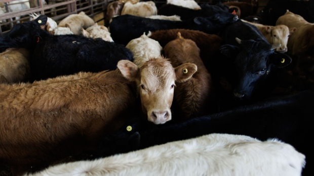 Cattle are corralled during a livestock auction at Hoards Station Livestock Exchange in Campbellford, Ontario, Canada, on Tuesday, May 9, 2023. Statistics Canada (STCA) is scheduled to release raw materials price index figures on May 23. Photographer: Cole Burston/Bloomberg