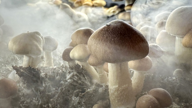 FAIRFIELD COUNTY, CONNECTICUT - DECEMBER 24: Psilocybin "Golden Teacher" mushrooms grow in a humidified monotub in the basement of a private home on December 24, 2023 in Fairfield County, Connecticut. Recent studies have suggested that psilocybin mushrooms, also known as "magic mushrooms" have shown promise in combating anxiety, anorexia, depression, PTSD, obsessive-compulsive disorder and various forms of substance abuse. Scientists say psilocybin may promote neuroplasticity, a rewiring of the brain that may give patients fresh perspectives on longstanding psychiatric issues. Psilocybin is classified in the United States as a Schedule 1 substance, making it illegal by federal law. Many local municipalities nationwide, however, have moved to decriminalize it in smaller quantities. (Photo by John Moore/Getty Images)