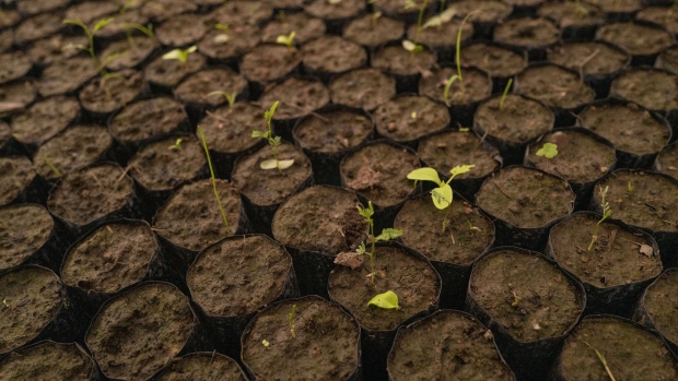 Seedlings grow in a greenhouse in Makall, Argentina.