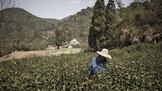 A farmer picks tea leaves at a farm which supplies fowl and other fresh foods to Pifu Ecological Agriculture Ltd. near Jiande, Zhejiang Province, China, on Thursday, April 6, 2017. Pifu Founder Li Xiajun leased about 7 hectares of land a decade ago to produce birds for his family and friends. He now has 666 hectares of free-range fowl that he sells direct to families as far away as Hangzhou, 100 kilometers from his farm.