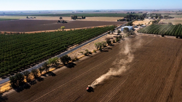 A tomato field in Winters, California, US, on Friday, Aug. 12, 2022. Drought and water shortages are hurting processing tomato production in a region responsible for a quarter of the worlds output, with the squeeze set to exacerbate already elevated prices for tomato-based goods.