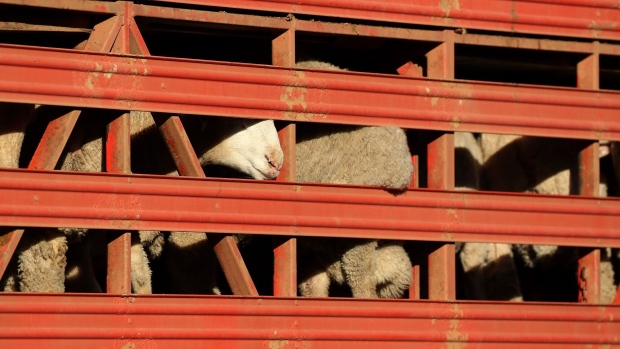 FREMANTLE, AUSTRALIA - JUNE 16: Sheep are seen while being transported to the Al Kuwait in Fremantle Harbour on June 16, 2020 in Fremantle, Australia. The Al Kuwait livestock ship has been ordered to leave Western Australia, after all crew were cleared of COVID-19. The live sheep transporter was stranded at Fremantle Port after 21 of its 48 crew tested positive for coronavirus following its docking in Western Australia on 22 May. The ship was given a departure deadline of Wednesday 17 June, after the final crew members were cleared of having COVID-19 on Monday. The vessel has been granted an exemption to the northern summer live export ban, which began on June 1. (Photo by Paul Kane/Getty Images)