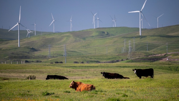 Cows graze near the Altamont Pass wind farm outside Tracy, California. Installing more renewable power and reducing the warming impact of animal agriculture are just two ways to lower the risks of climate change. Photographer: David Paul Morris/Bloomberg