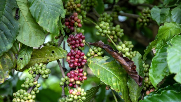 Coffee cherries at a farm in Buon Ma Thuot, Vietnam, on Tuesday, November 28, 2023. Farmers have not been spared the impact of increasingly erratic weather in Vietnam, the world’s top producer of hardy robusta beans. Photographer: Maika Elan/Bloomberg