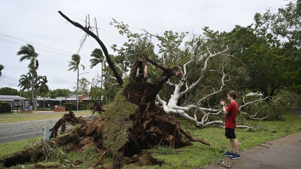 TOWNSVILLE, AUSTRALIA - JANUARY 26: A tree is shown knocked over by strong winds on January 26, 2024 in Townsville, Australia. A cyclone watch zone has been issued for large parts of north Queensland, as tropical Cyclone Kirrily made landfall near Townsville on Thursday. The cyclone was downgraded after it crossed the coast, but still left behind significant flooding. (Photo by Ian Hitchcock/Getty Images)
