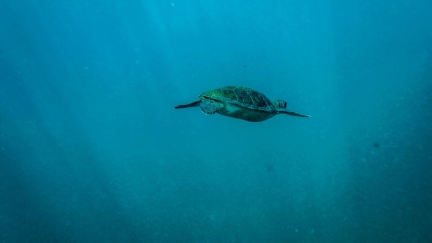 A sea turtle swims off the coast of Brazil. Sea turtles can migrate hundreds or thousands of miles. Photographer: Dado Galdieri/Bloomberg