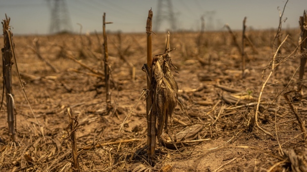 A drought-affected corn field in the town of Serodino, Santa Fe province, Argentina, on Thursday, Nov. 9, 2023. The agriculture industry portrays Argentina's election as existential: Its future is at stake, and with it the fate of South America’s second-largest economy and its ability to compete against Brazil’s farming boom.