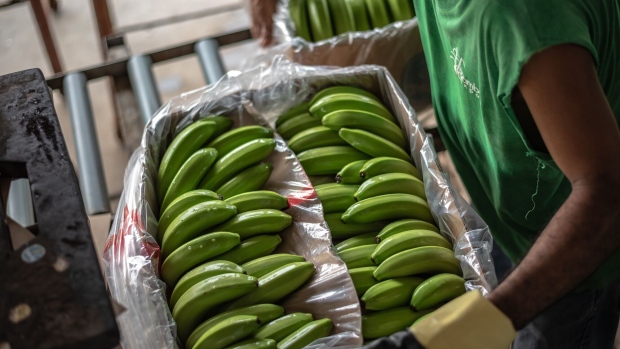 A worker packs bananas for export in Milagro, Ecuador. Photographer: Vicente Gaibor/Bloomberg