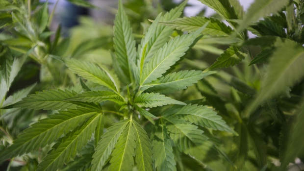 A cannabis plant. Photographer: Patrick T. Fallon/Bloomberg