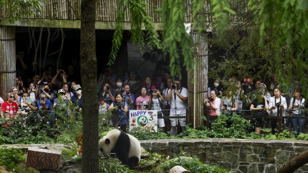 Xiao Qi Ji eats an ice cake for his third birthday at the Smithsonian National Zoo in Washington, DC, on Aug. 21, 2023.