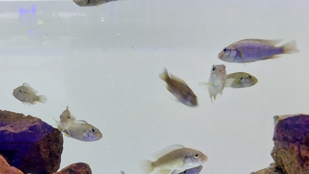 Small cichlids swim in a tank at the Loskop Dam fish breeding facility.