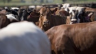 Beef cattle in Texas, US. Photographer: Daniel Acker/Bloomberg