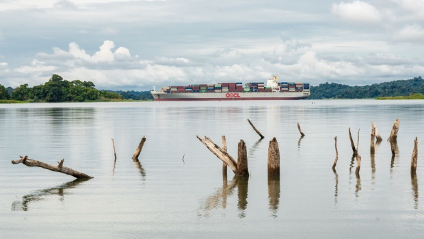 Tree trumps emerge from low water at Gatun Lake in Colon, Panama, on Monday, Nov. 20, 2023. A combination of climate change and infrastructure is to blame for critical shipping delays at the Panama Canal.