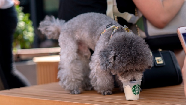 A poodle eats ice-cream provided by a pet-friendly Starbucks in Tianjin, China. Photographer: Zhang Peng/LightRocket/Getty Images