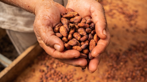 Cacao beans.