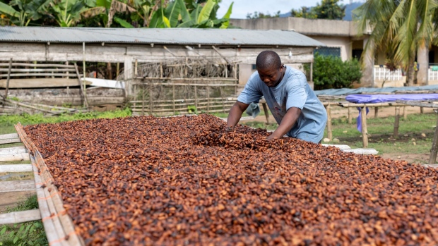 <p>A farmer dries cocoa beans at a farm in Kwabeng, Ghana.</p>