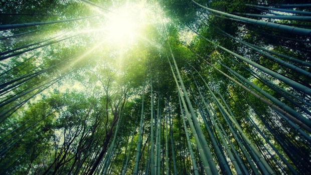 <p>A bamboo forest in Japan. Bamboo is a fast-growing plant sourced for building materials as well as versatile uses from their fibers.</p>